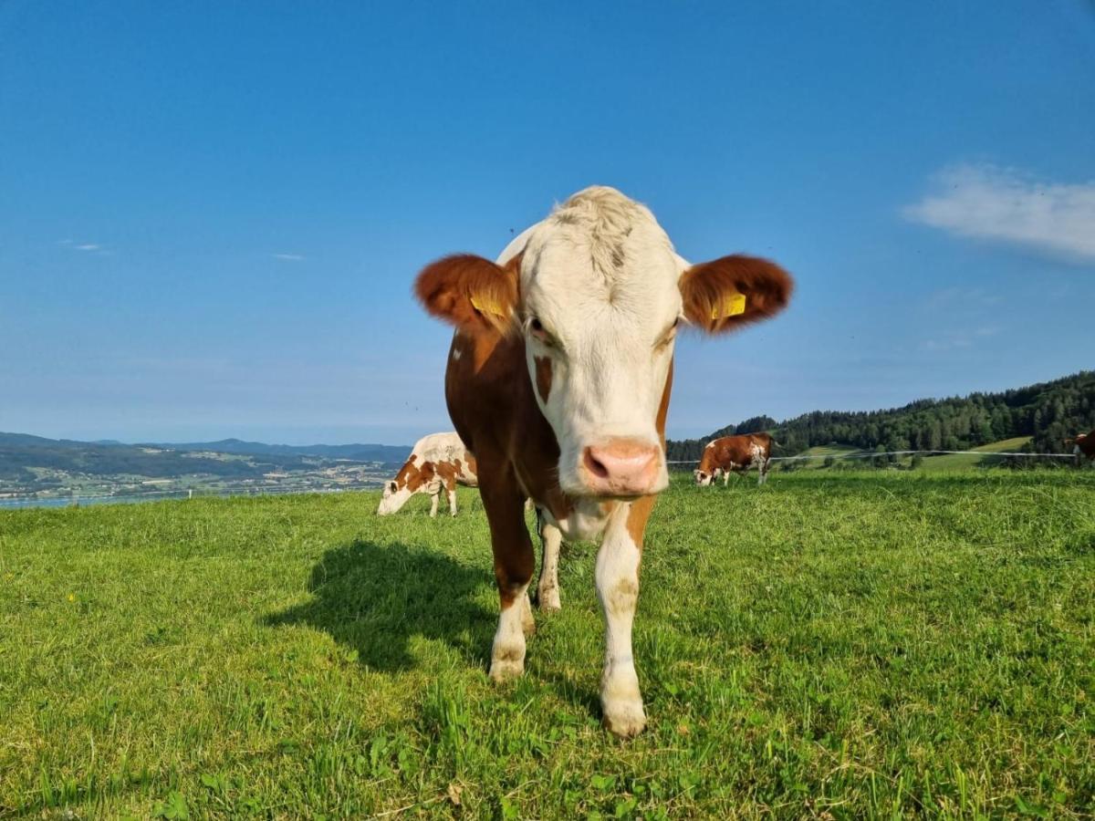 Ferienwohnungen Schoebringer Weyregg Εξωτερικό φωτογραφία